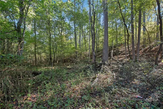 a view of a forest with lots of trees