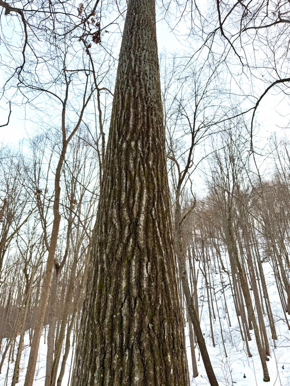 0 Carrs Run Beaver, OH 45613 - Photo 15 of 66