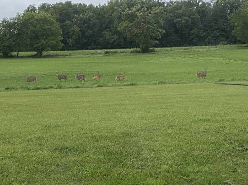 911.41 Melugins Compton, IL 61318 - Photo 49 of 67 a view of a field with a trees in the background