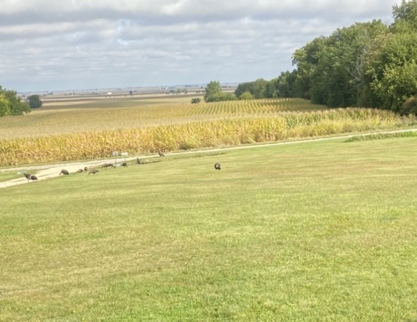 911.41 Melugins Compton, IL 61318 - Photo 50 of 67 a view of an ocean and beach