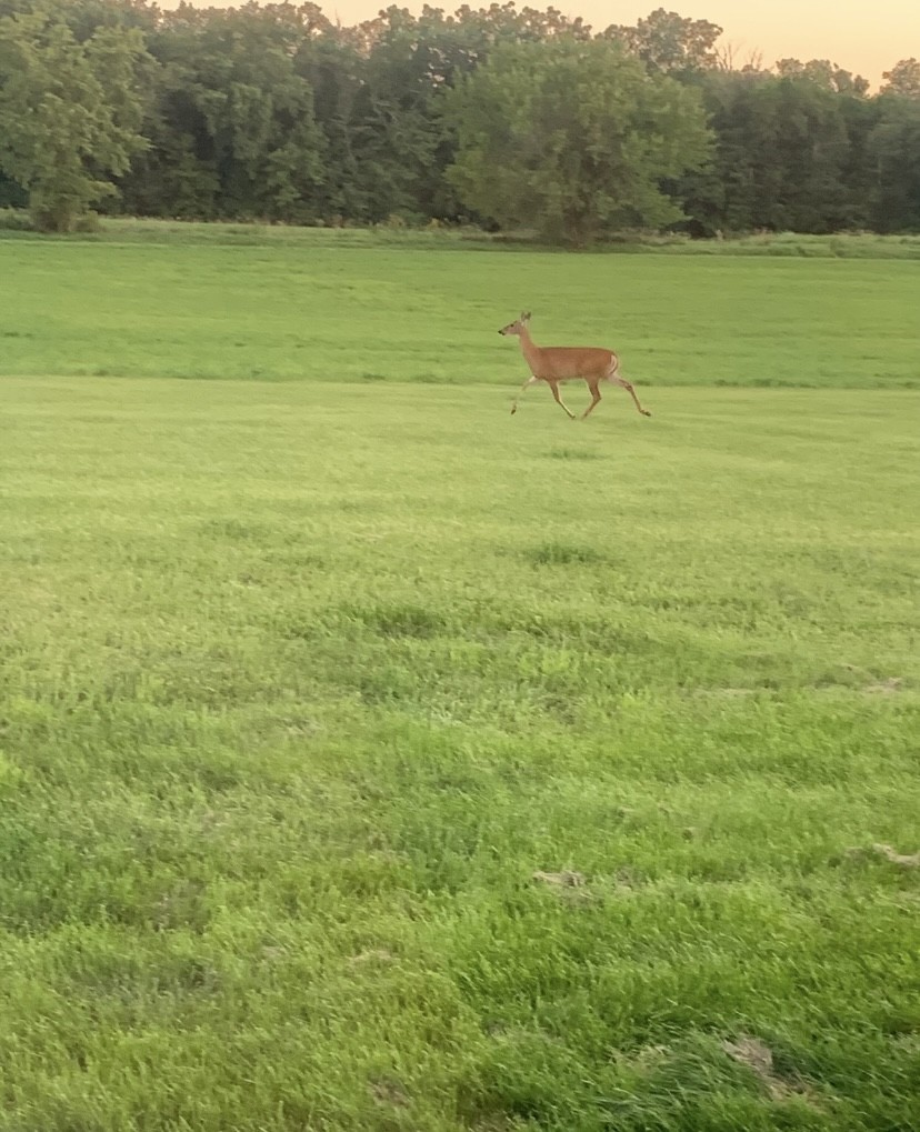 911.41 Melugins Compton, IL 61318 - Photo 51 of 67