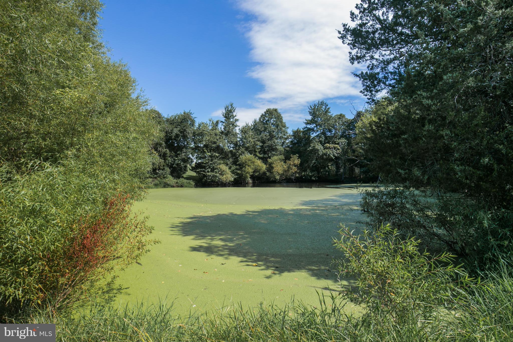 6084 Old Bust Head Road Broad Run, VA 20137 - Photo 27 of 30 Pond at the rear of the lot