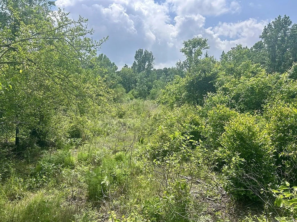 175 County Road 175 Garrison, TX 75946 - Photo 4 of 5