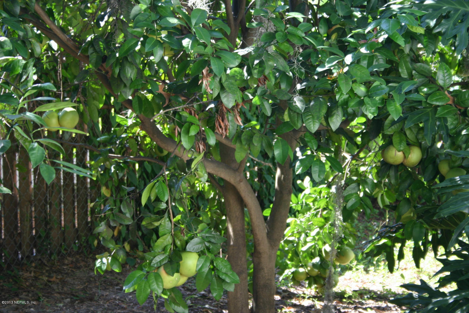 3969 Heidi Road Jacksonville, FL 32277 - Photo 23 of 29 a backyard of a house with lots of green space