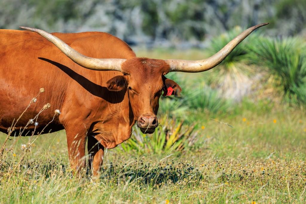 783 North Ranch Road 783 Harper, TX 78631 - Photo 1 of 30 Main View