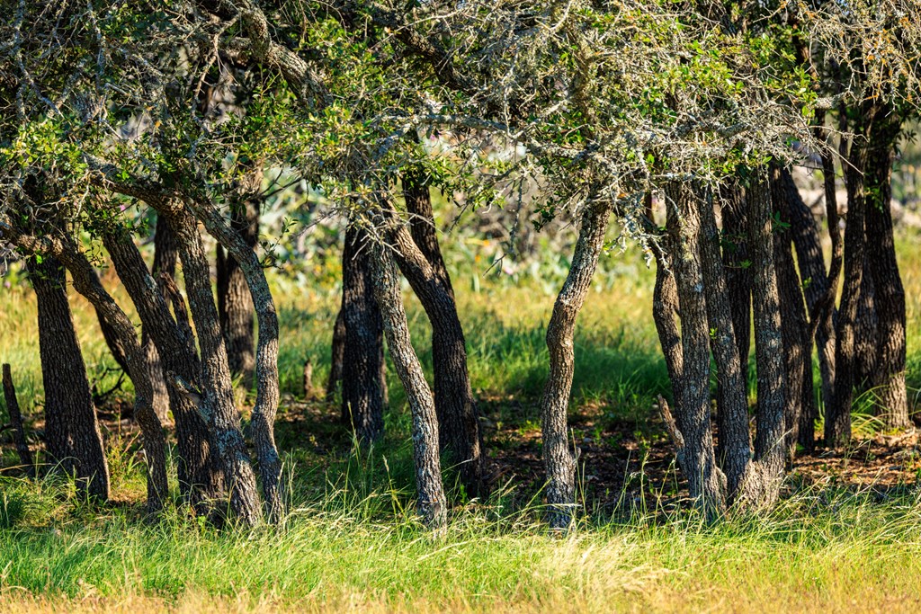 783 North Ranch Road 783 Harper, TX 78631 - Photo 11 of 30