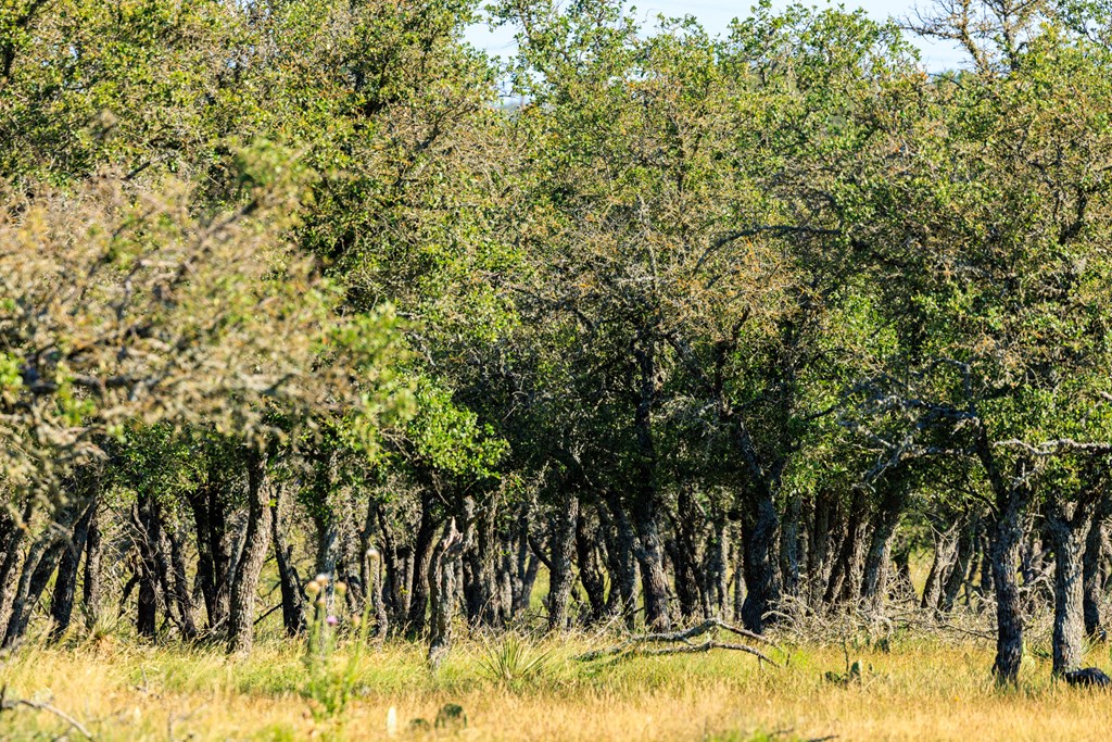 783 North Ranch Road 783 Harper, TX 78631 - Photo 12 of 30