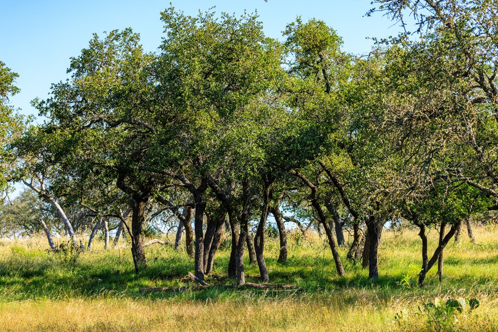 783 North Ranch Road 783 Harper, TX 78631 - Photo 13 of 30