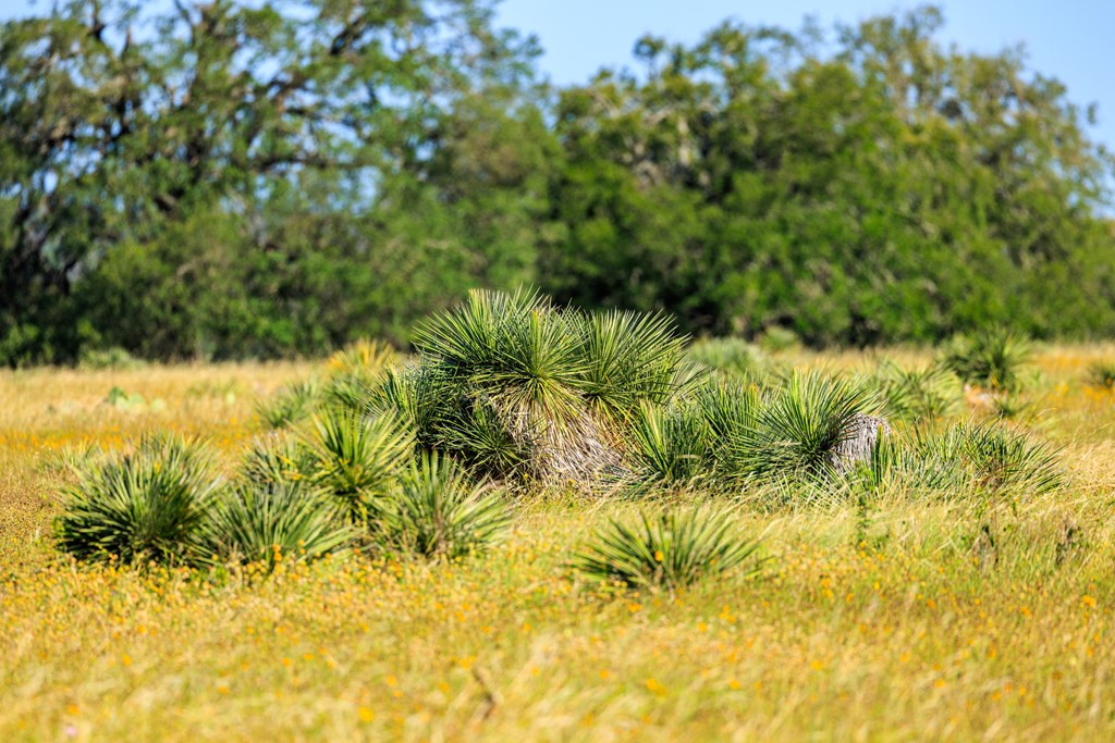 783 North Ranch Road 783 Harper, TX 78631 - Photo 15 of 30
