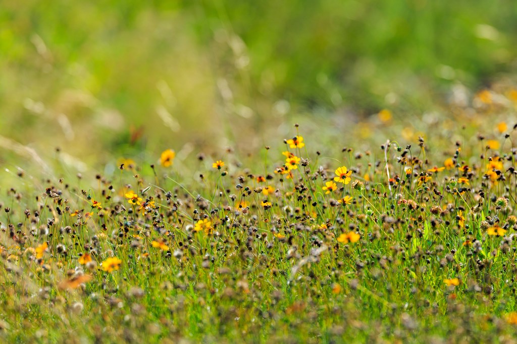 783 North Ranch Road 783 Harper, TX 78631 - Photo 17 of 30