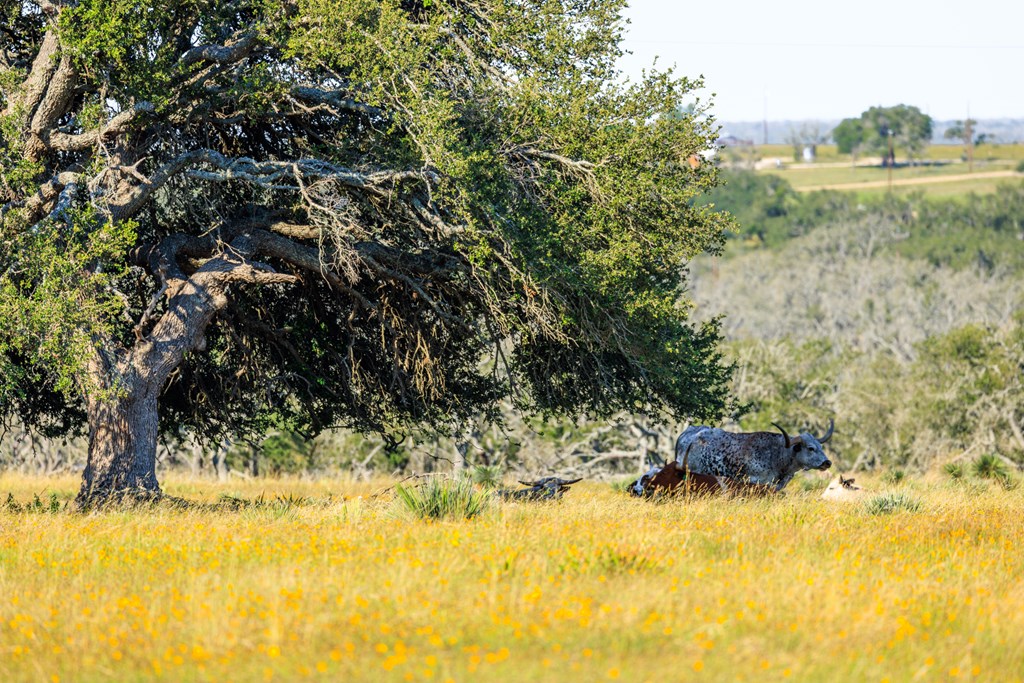 783 North Ranch Road 783 Harper, TX 78631 - Photo 22 of 30