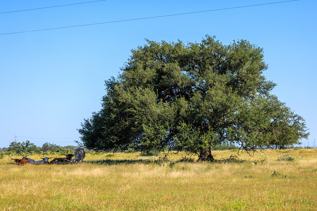 783 North Ranch Road 783 Harper, TX 78631 - Photo 6 of 30