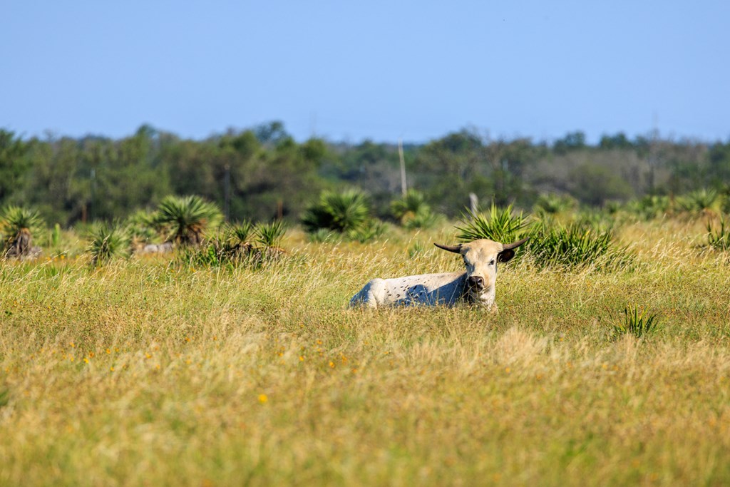 783 North Ranch Road 783 Harper, TX 78631 - Photo 7 of 30
