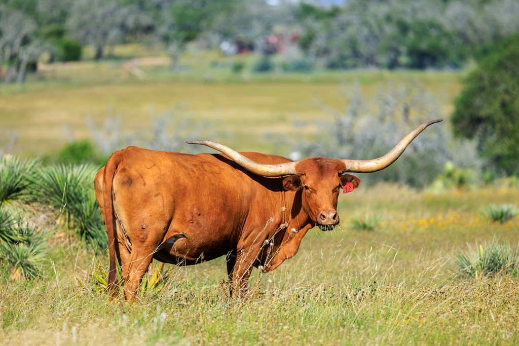 783 North Ranch Road 783 Harper, TX 78631 - Photo 8 of 30