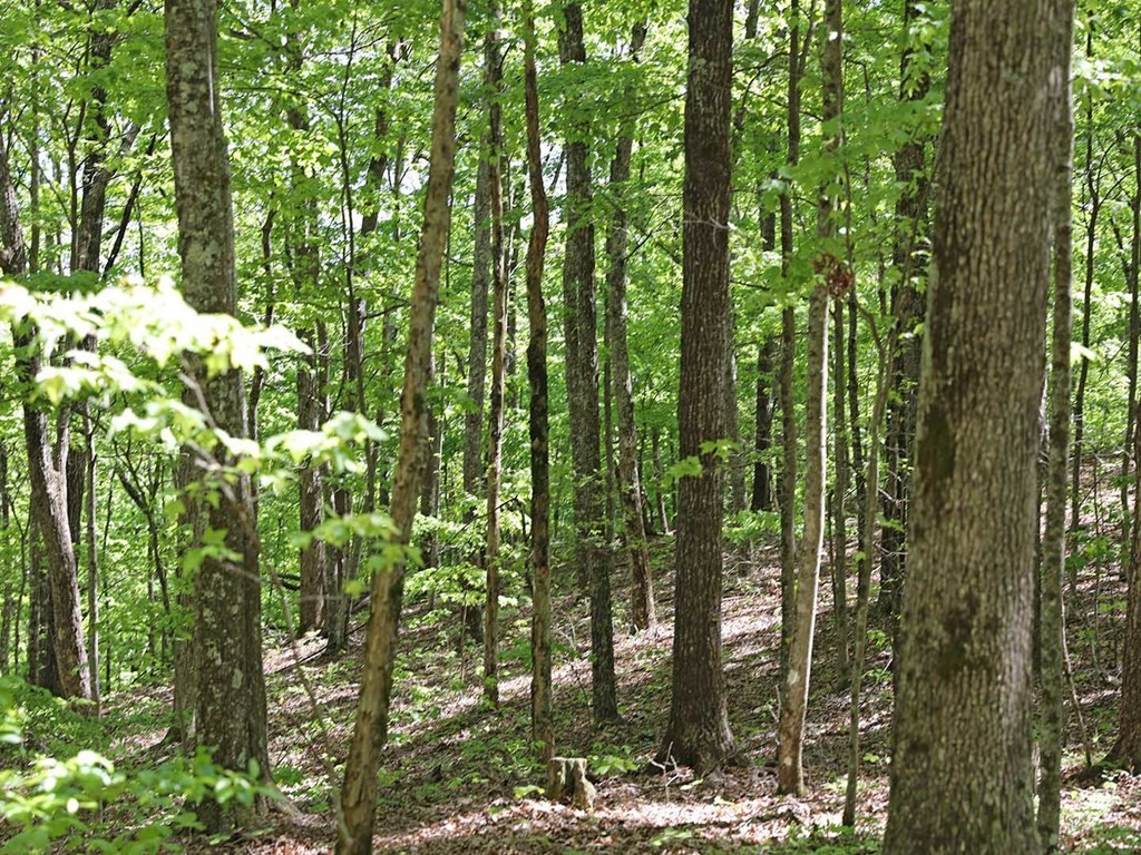 18 Grouse Ridge Road Harriman, TN 37748 - Photo 19 of 21 Gallery Image 19