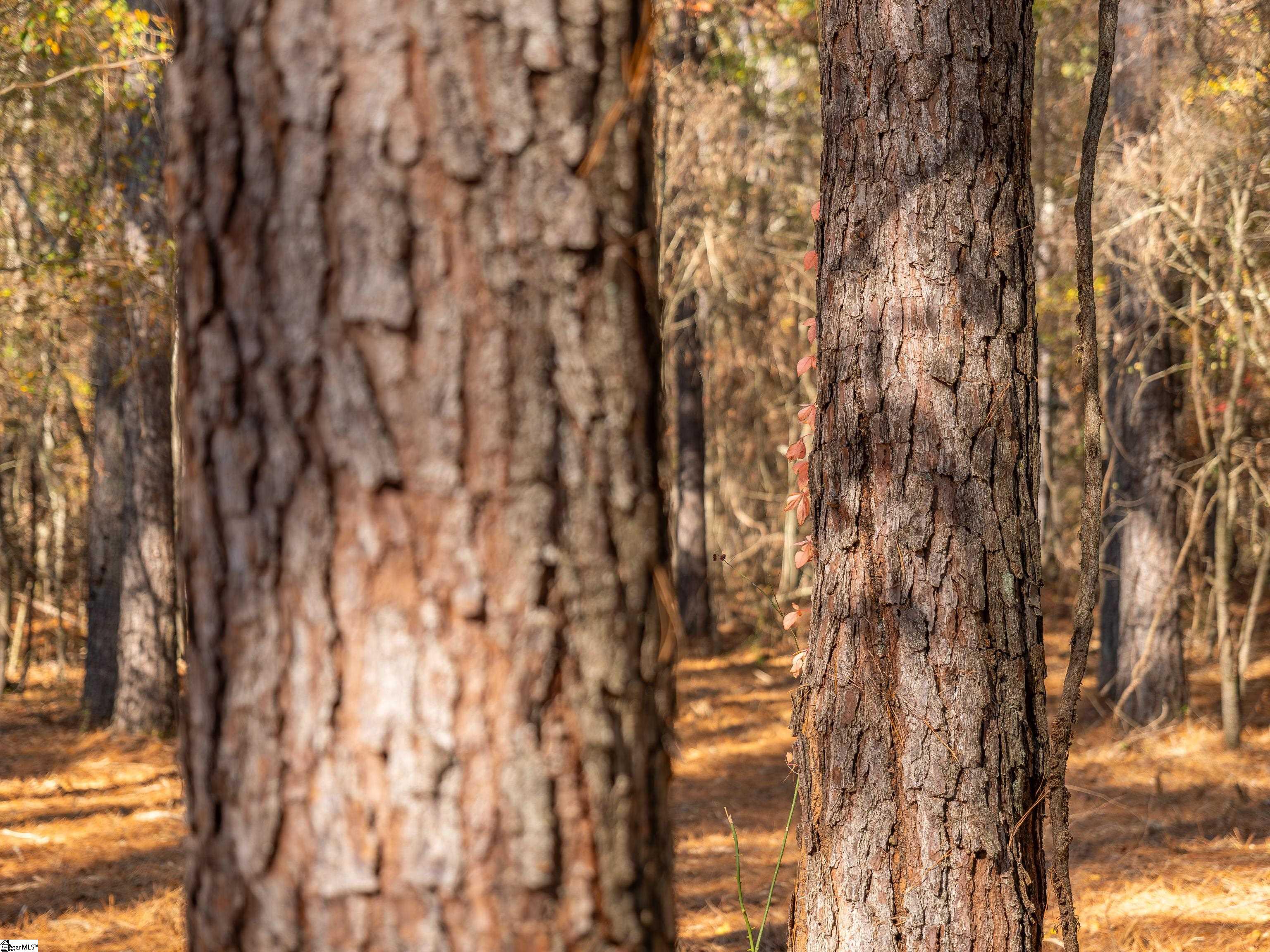 4 Mill Pine Road Liberty, SC 29657 - Photo 20 of 34