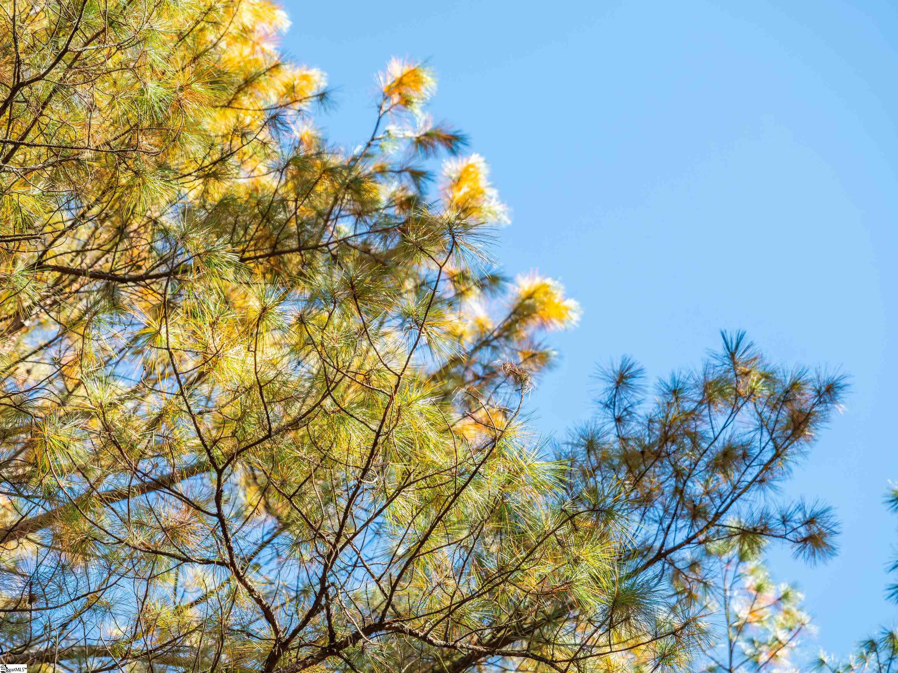 4 Mill Pine Road Liberty, SC 29657 - Photo 25 of 34