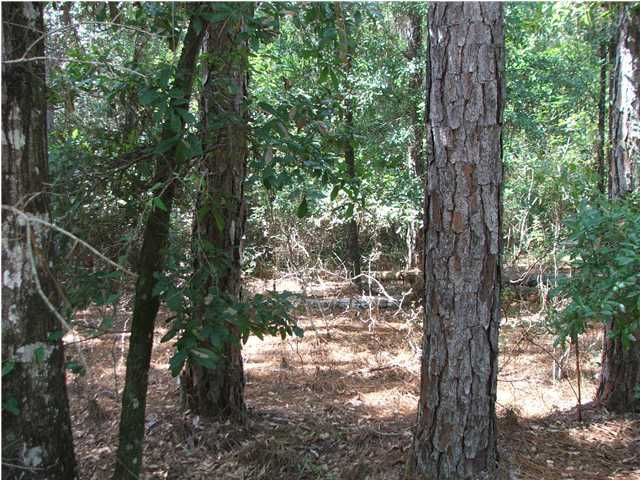 18 Yohn Road Baker, FL 32531 - Photo 1 of 6 a view of forest