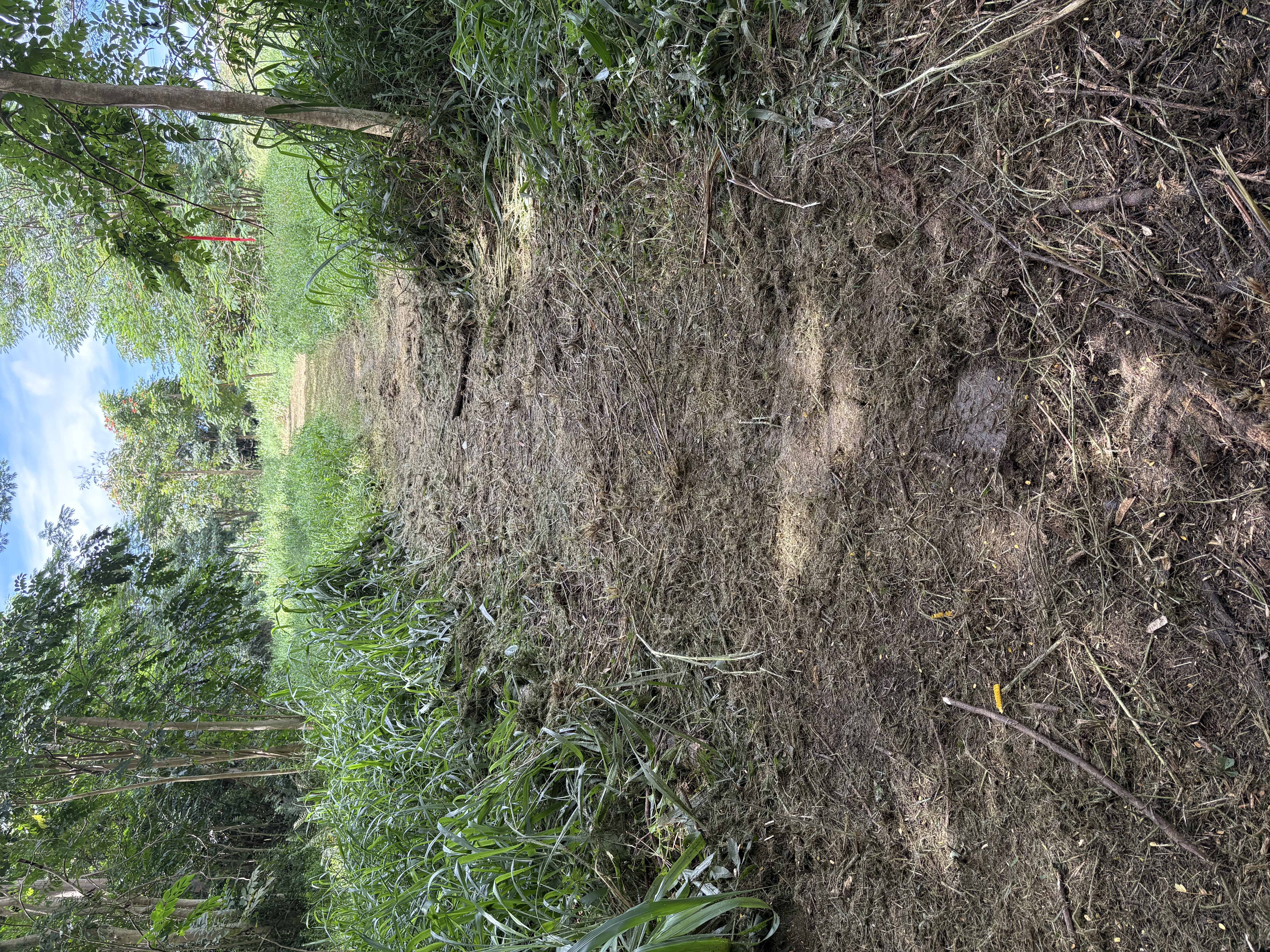 4641 F Kuawa Road Kilauea, HI 96754 - Photo 4 of 9 a view of a yard with a tree