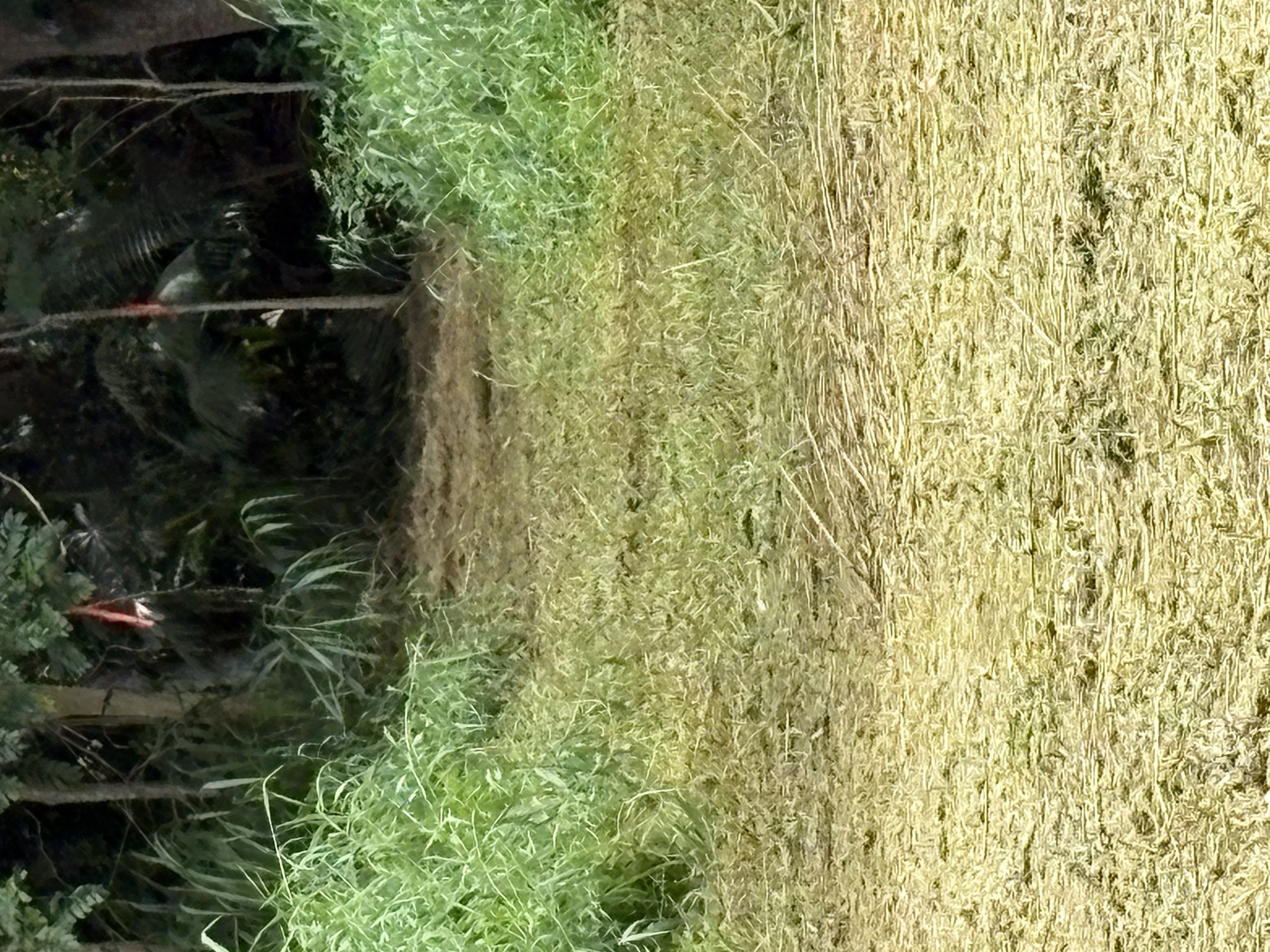 4641 F Kuawa Road Kilauea, HI 96754 - Photo 5 of 9