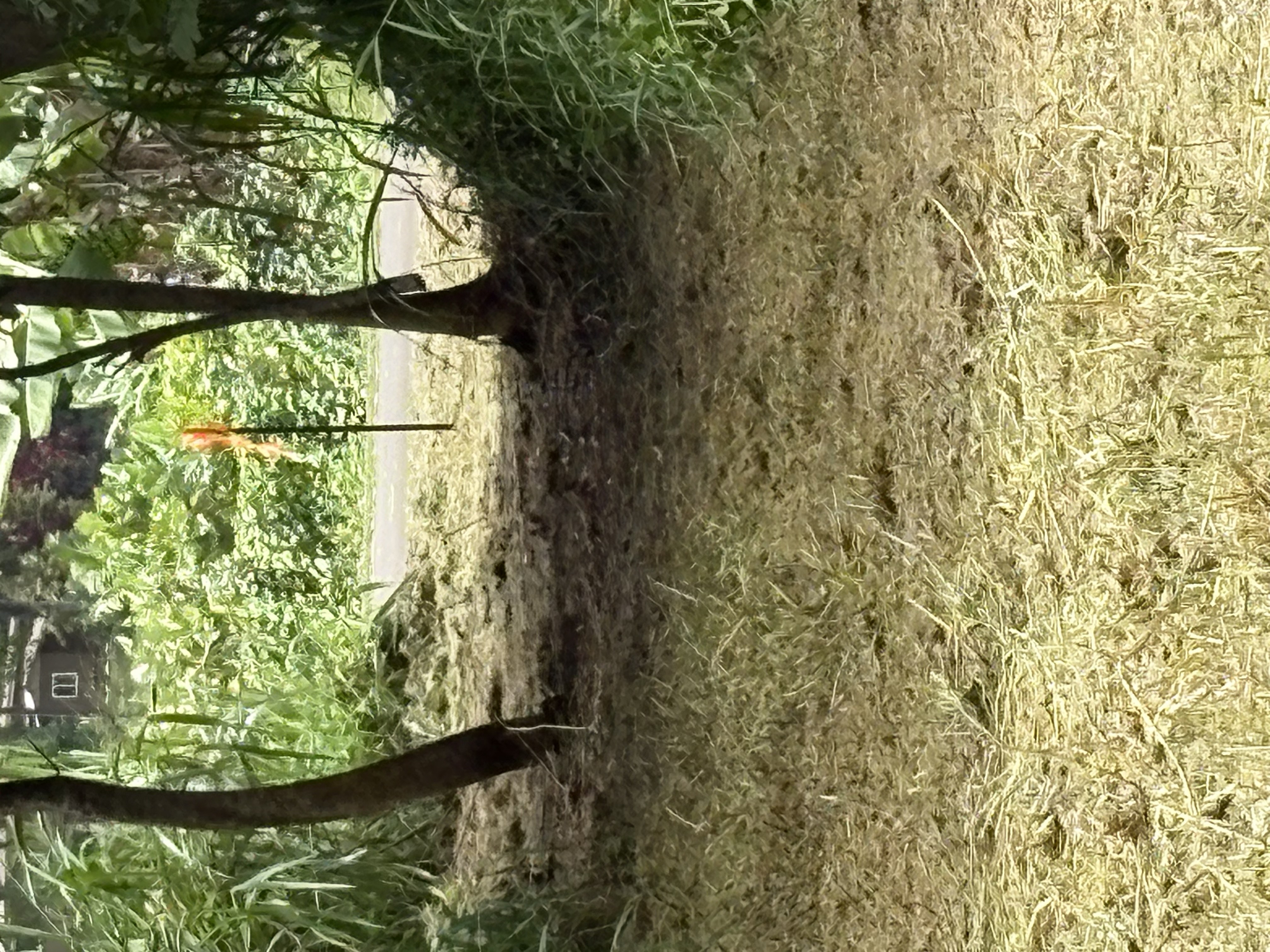 4641 F Kuawa Road Kilauea, HI 96754 - Photo 6 of 9 a view of backyard with green space