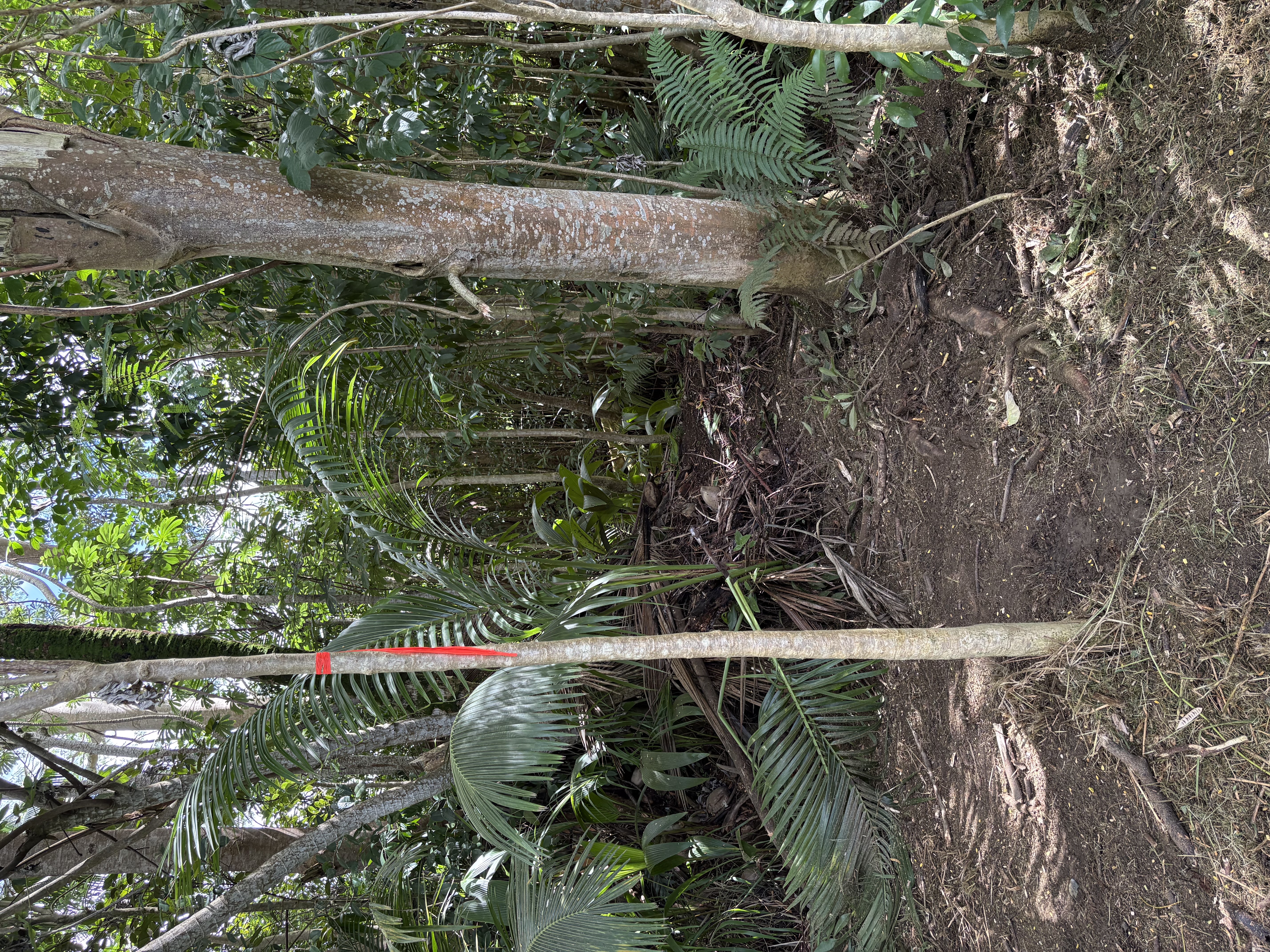 4641 F Kuawa Road Kilauea, HI 96754 - Photo 7 of 9 a view of a yard with plants and large trees