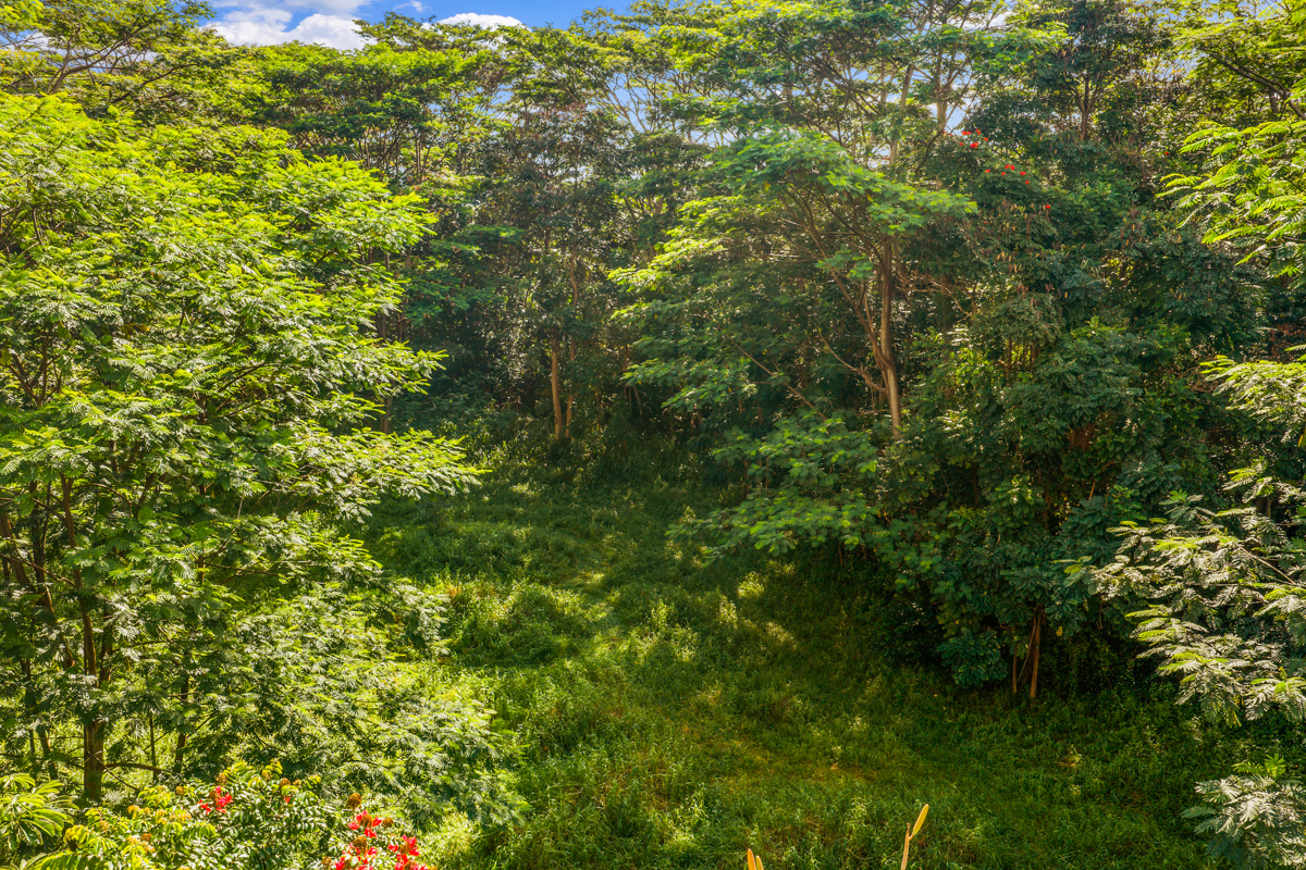 4641 F Kuawa Road Kilauea, HI 96754 - Photo 8 of 9 a view of a lush green forest
