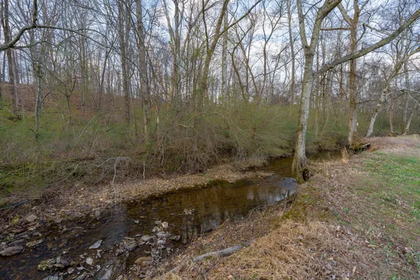 a view of a forest with trees in the background