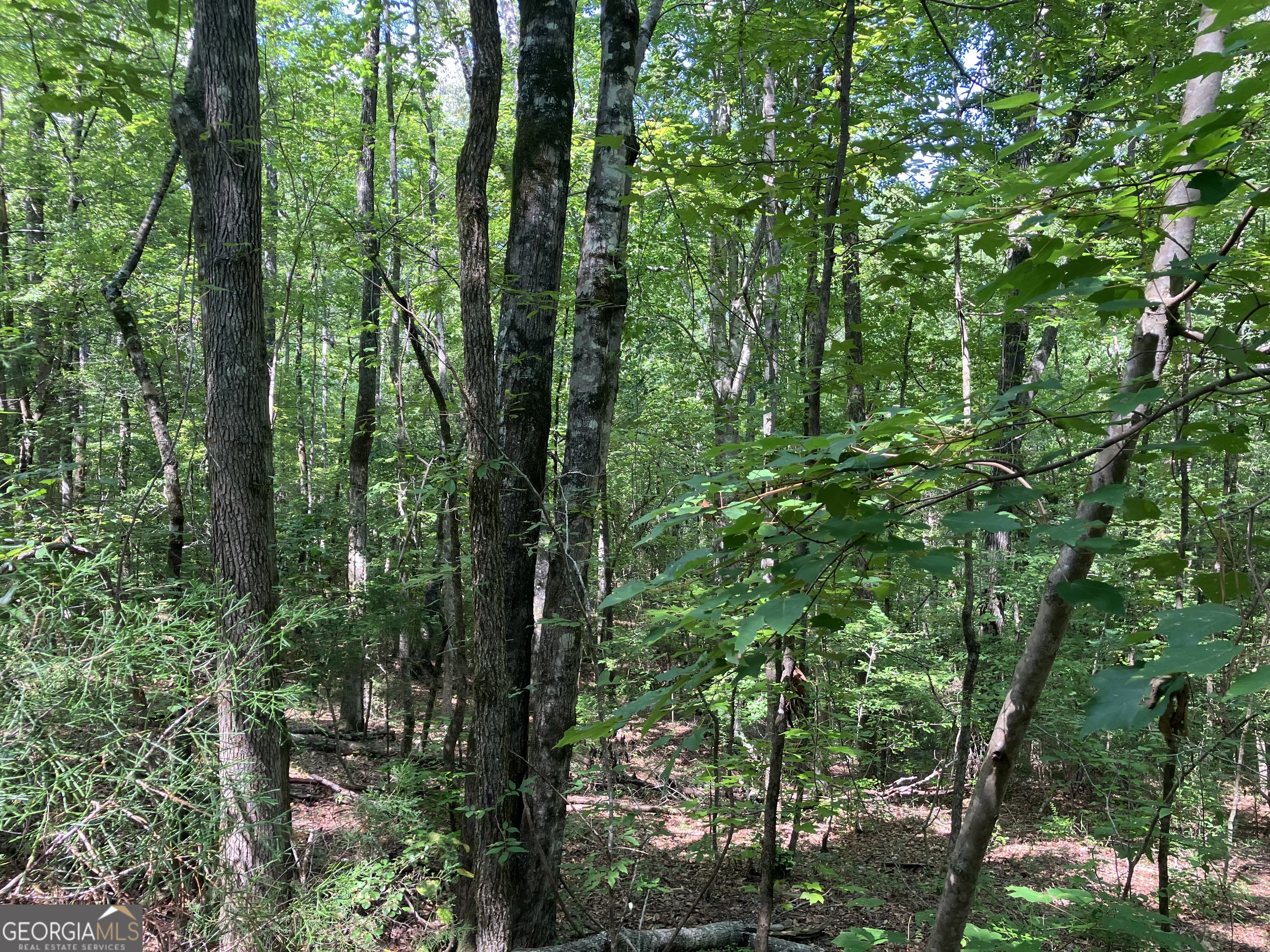 2.03-ac Johnson Mill Road Hamilton, GA 31811 - Photo 4 of 4 a view of forest