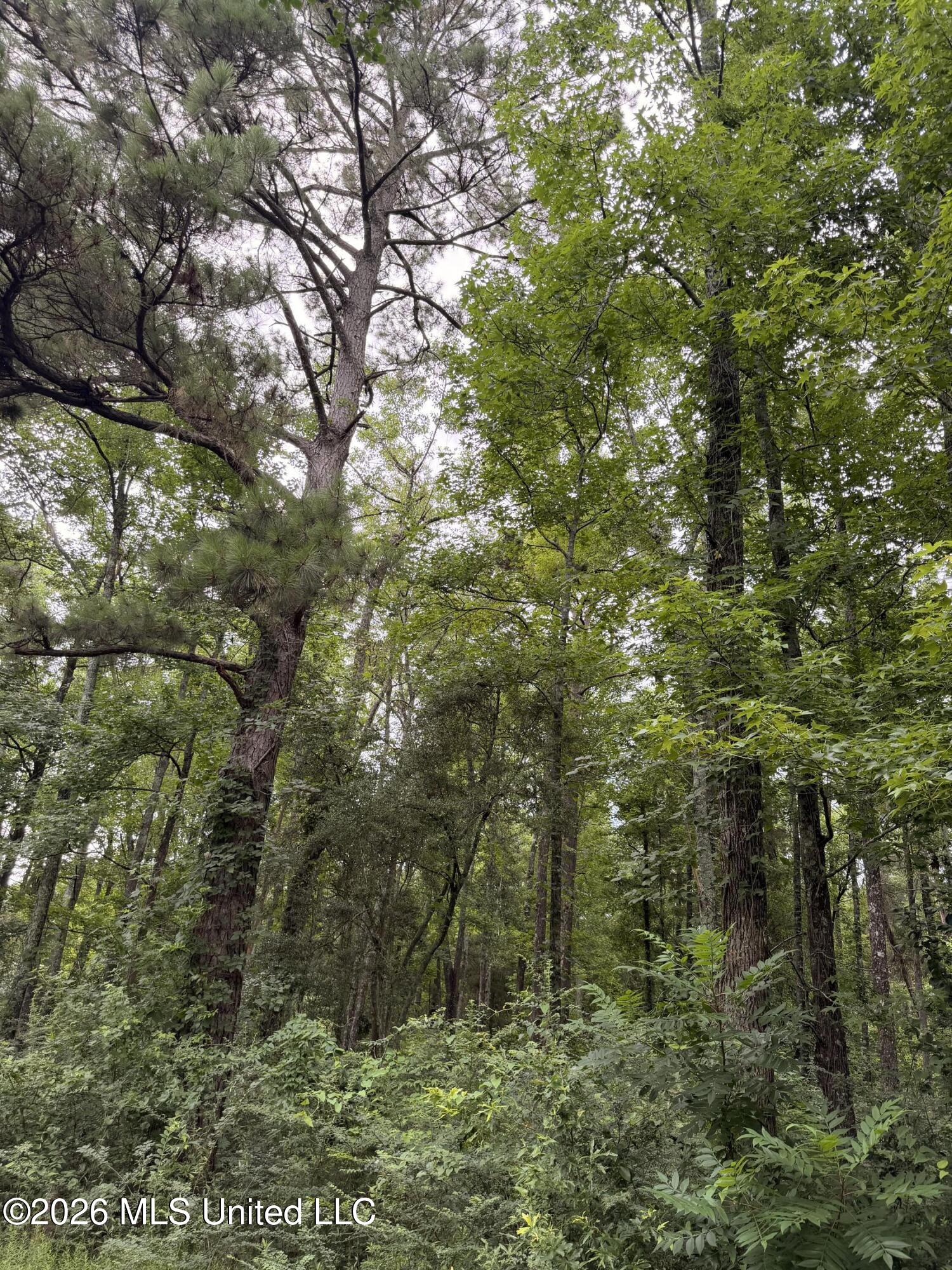 Cedar Ridge McComb, MS 39648 - Photo 4 of 12 IMG_4532