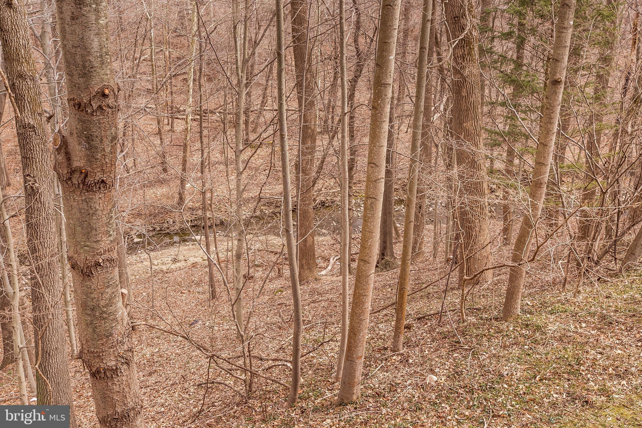 9307 Bellbeck Road Baltimore, MD 21234 - Photo 55 of 58 wooded back yard