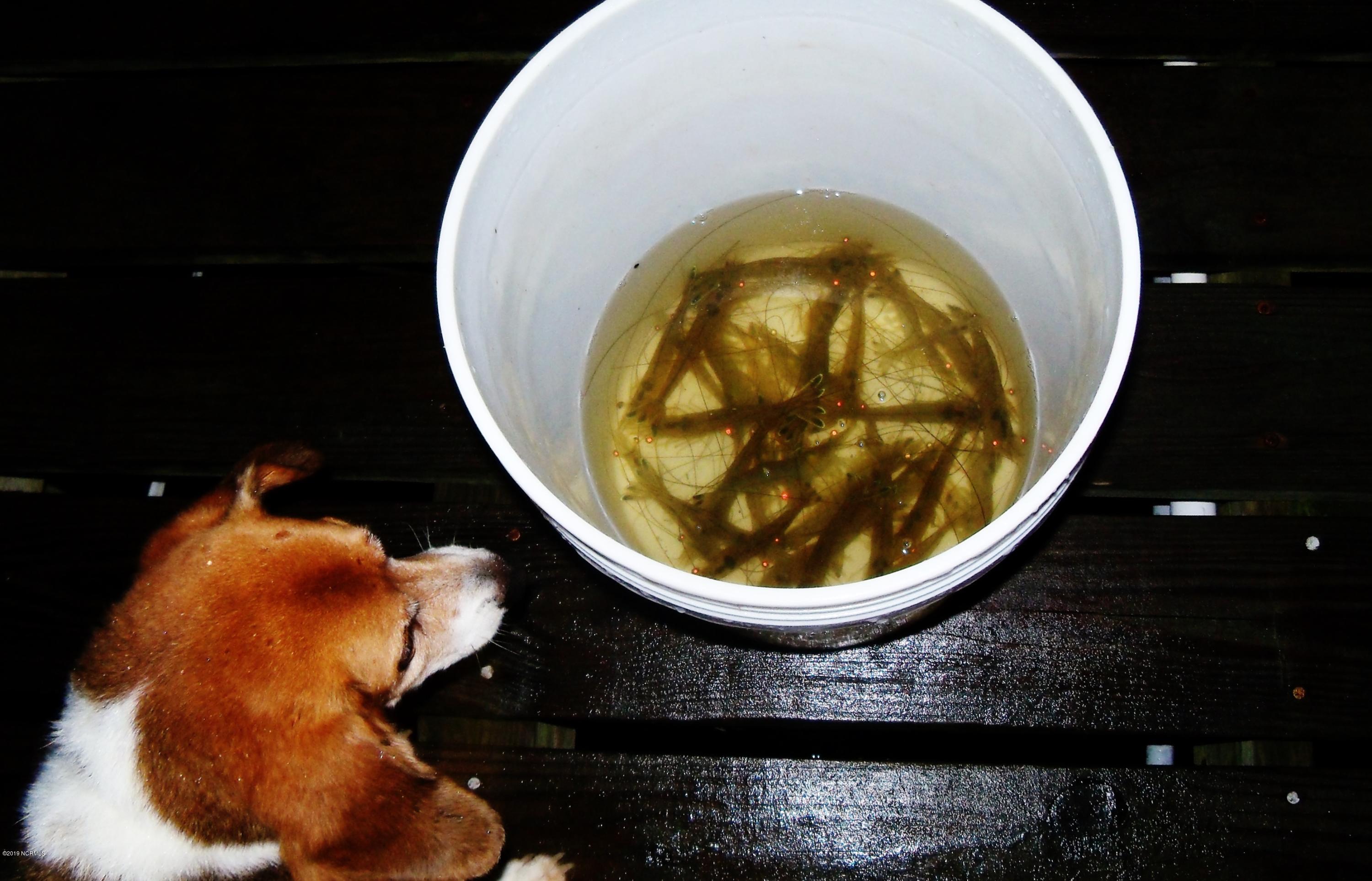 436 Baird Point Road Grantsboro, NC 28529 - Photo 19 of 22 Catch Shrimp in your Throw Net