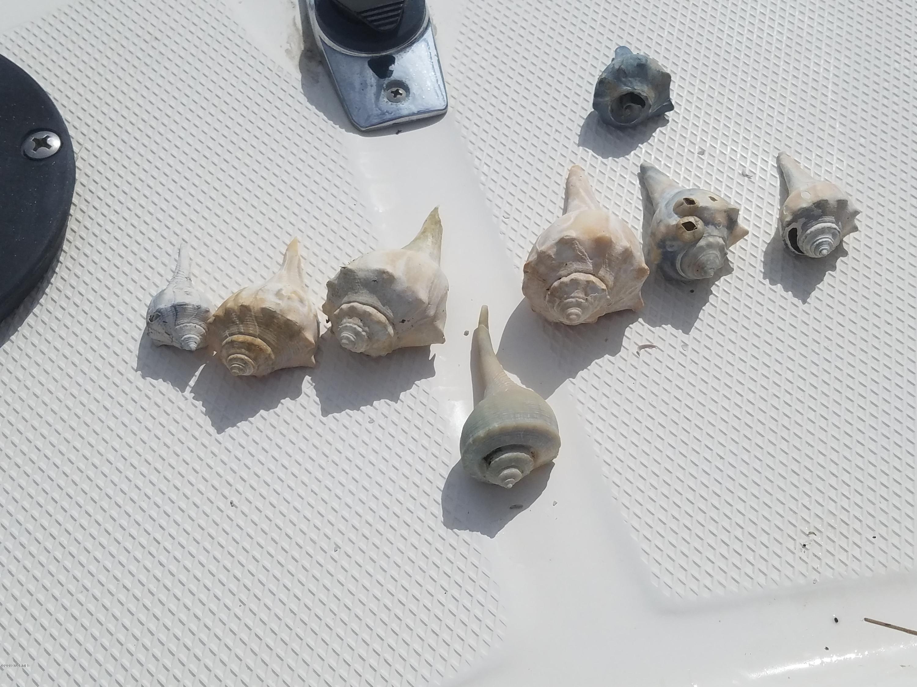 436 Baird Point Road Grantsboro, NC 28529 - Photo 21 of 22 Yes you can also find Welks and cool shells