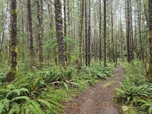 -end Of Greenwood Road Hoquiam, WA 98550 - Photo 2 of 6 a view of a garden
