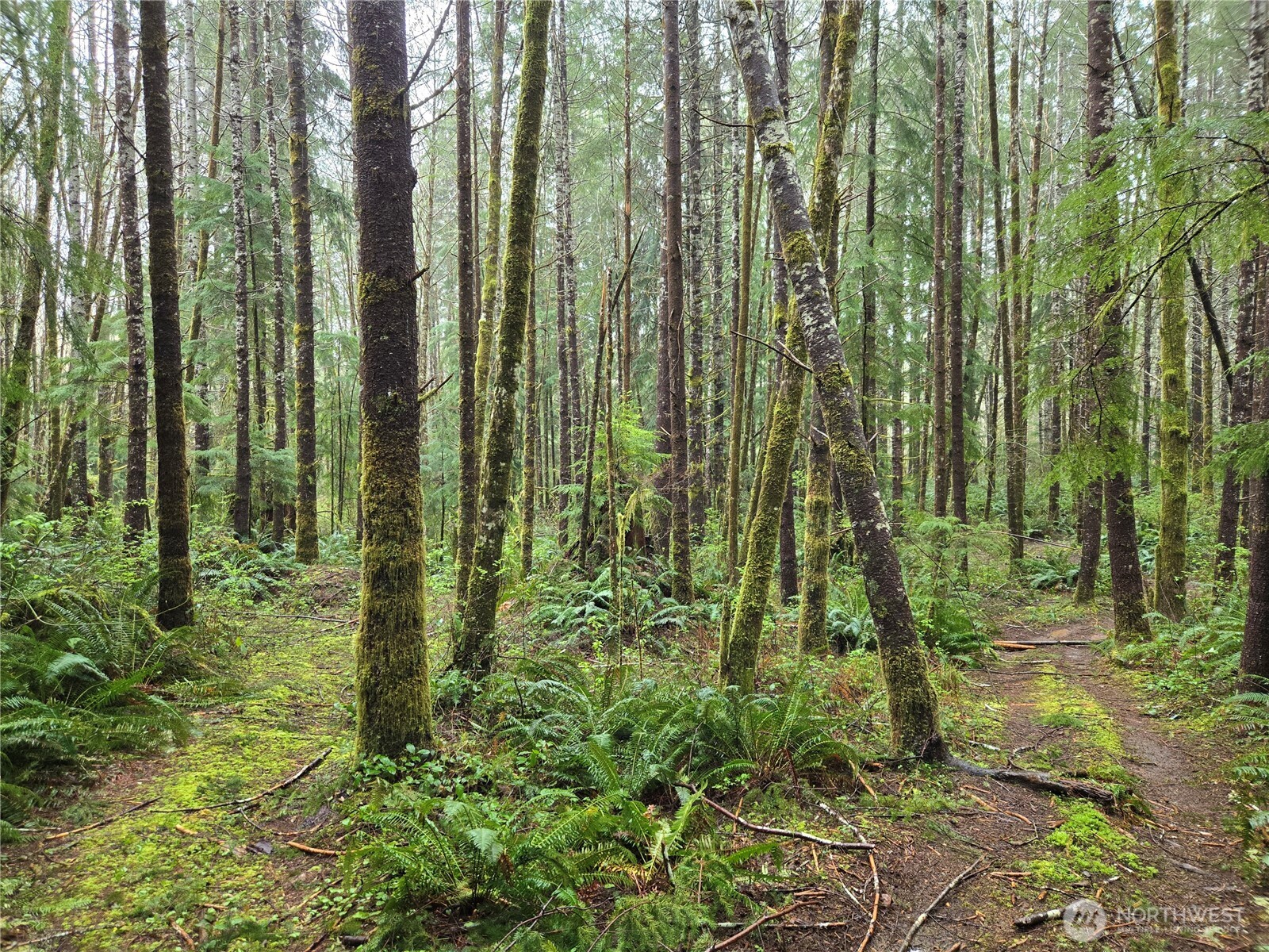 -end Of Greenwood Road Hoquiam, WA 98550 - Photo 3 of 6 a view of yard