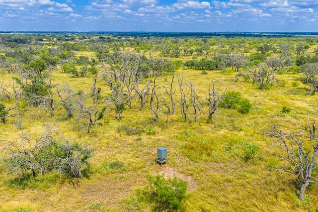 a view of a large tree