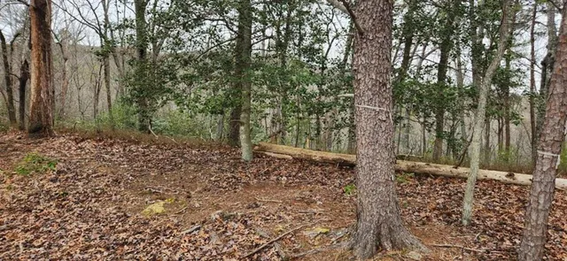 a view of a yard with plants and trees