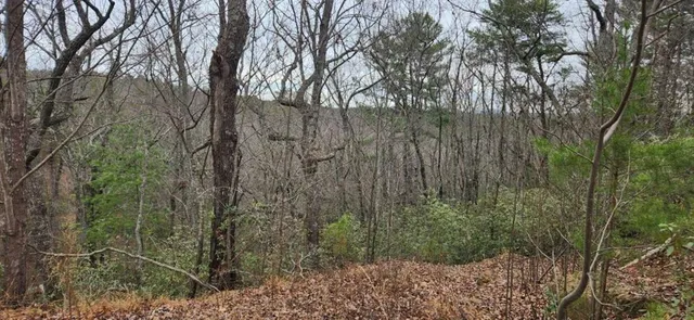 a view of a yard with large trees