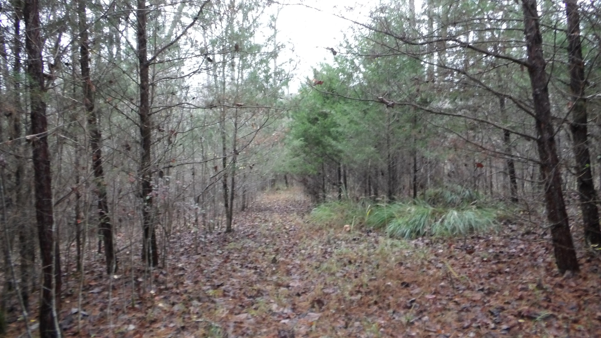 0 North Star Road Jamestown, TN 38556 - Photo 1 of 37 Gallery Image 1