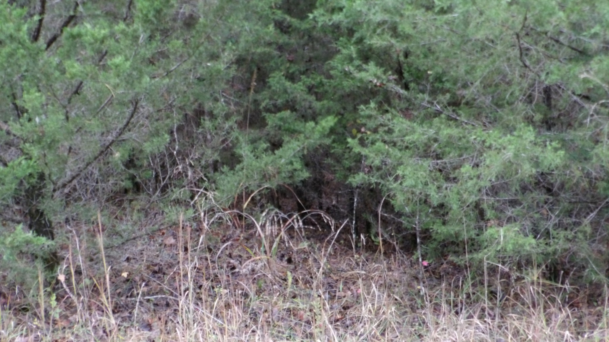 0 North Star Road Jamestown, TN 38556 - Photo 14 of 37 Gallery Image 14