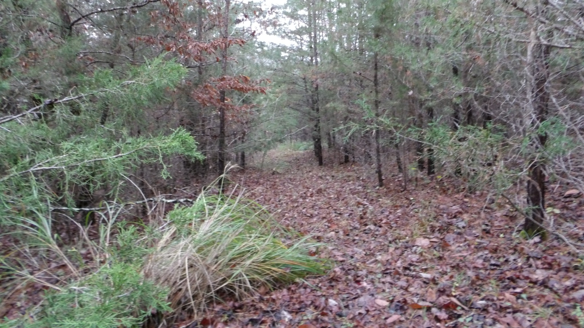 0 North Star Road Jamestown, TN 38556 - Photo 16 of 37 Gallery Image 16