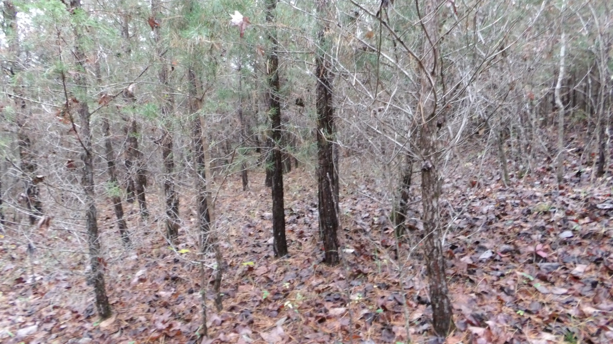 0 North Star Road Jamestown, TN 38556 - Photo 17 of 37 Gallery Image 17