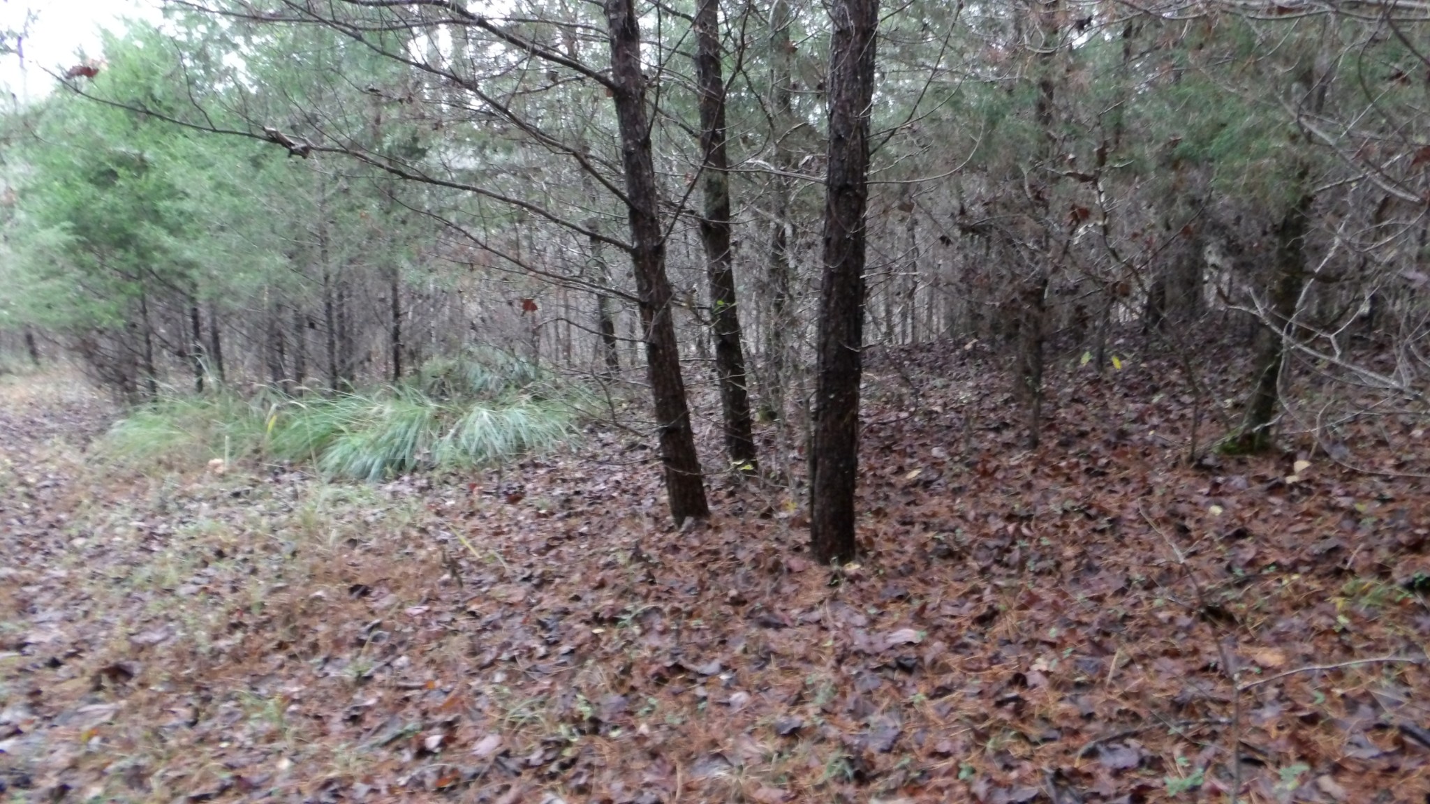 0 North Star Road Jamestown, TN 38556 - Photo 19 of 37 Gallery Image 19