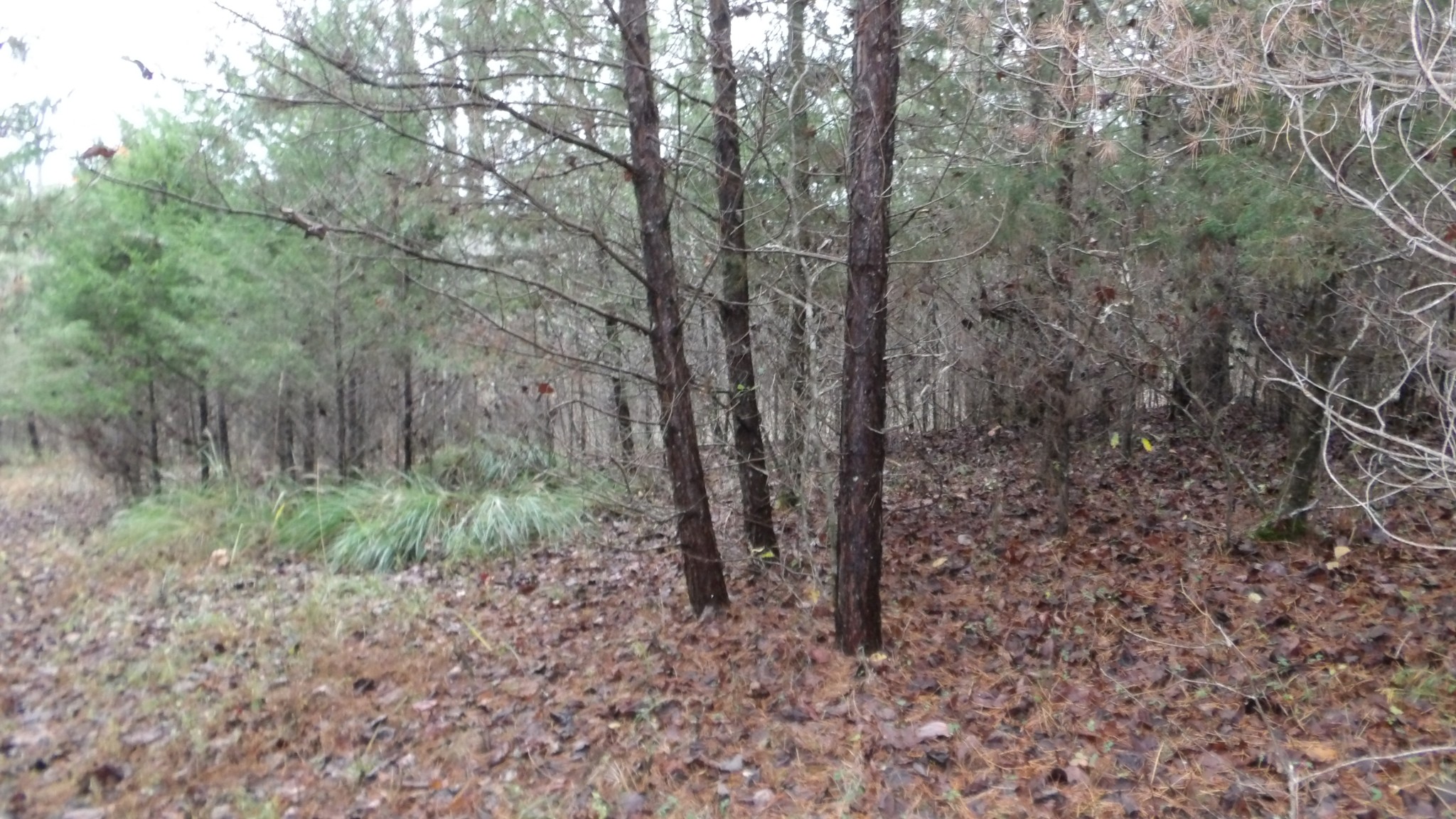 0 North Star Road Jamestown, TN 38556 - Photo 20 of 37 Gallery Image 20