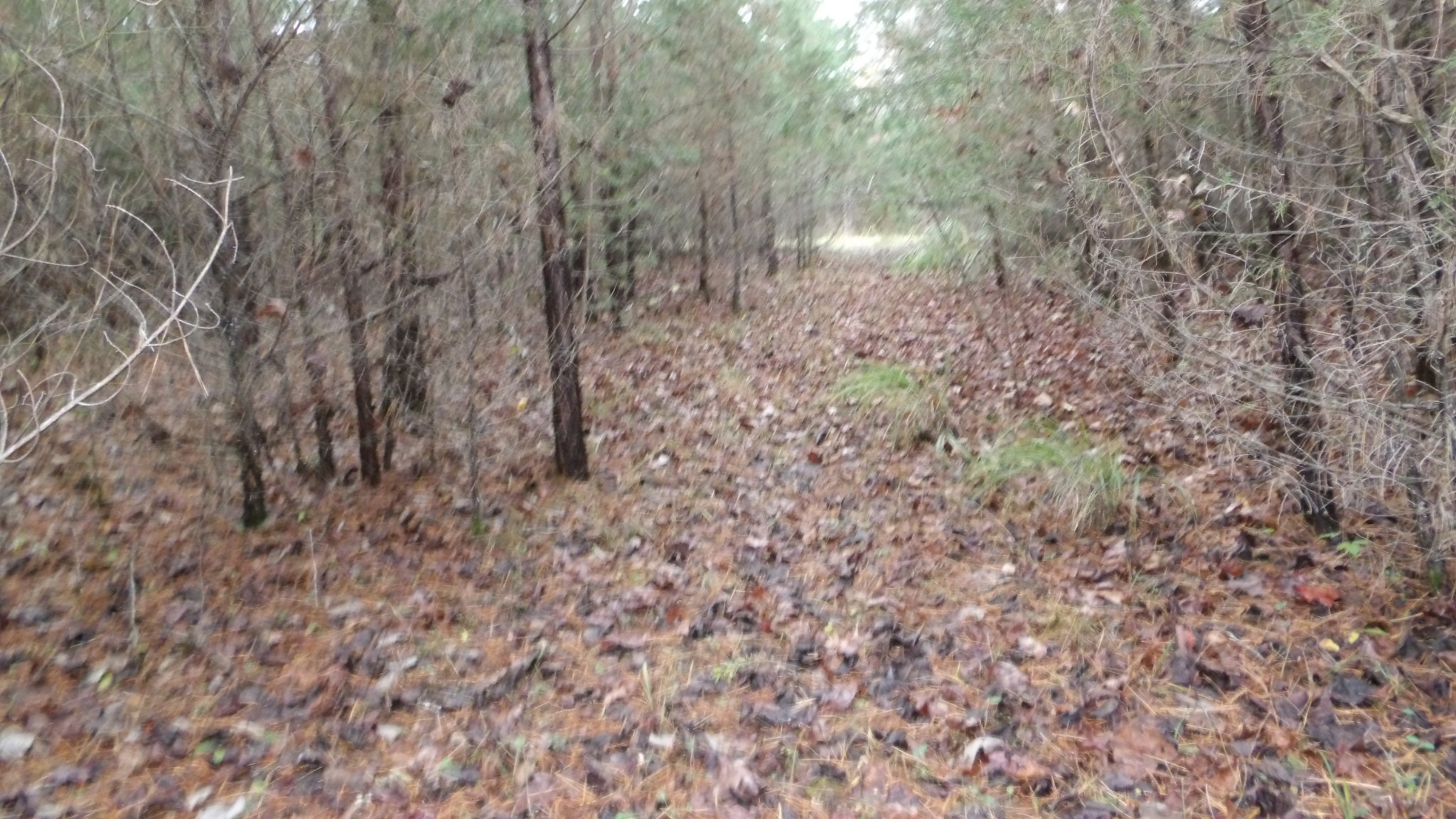 0 North Star Road Jamestown, TN 38556 - Photo 24 of 37 Gallery Image 24