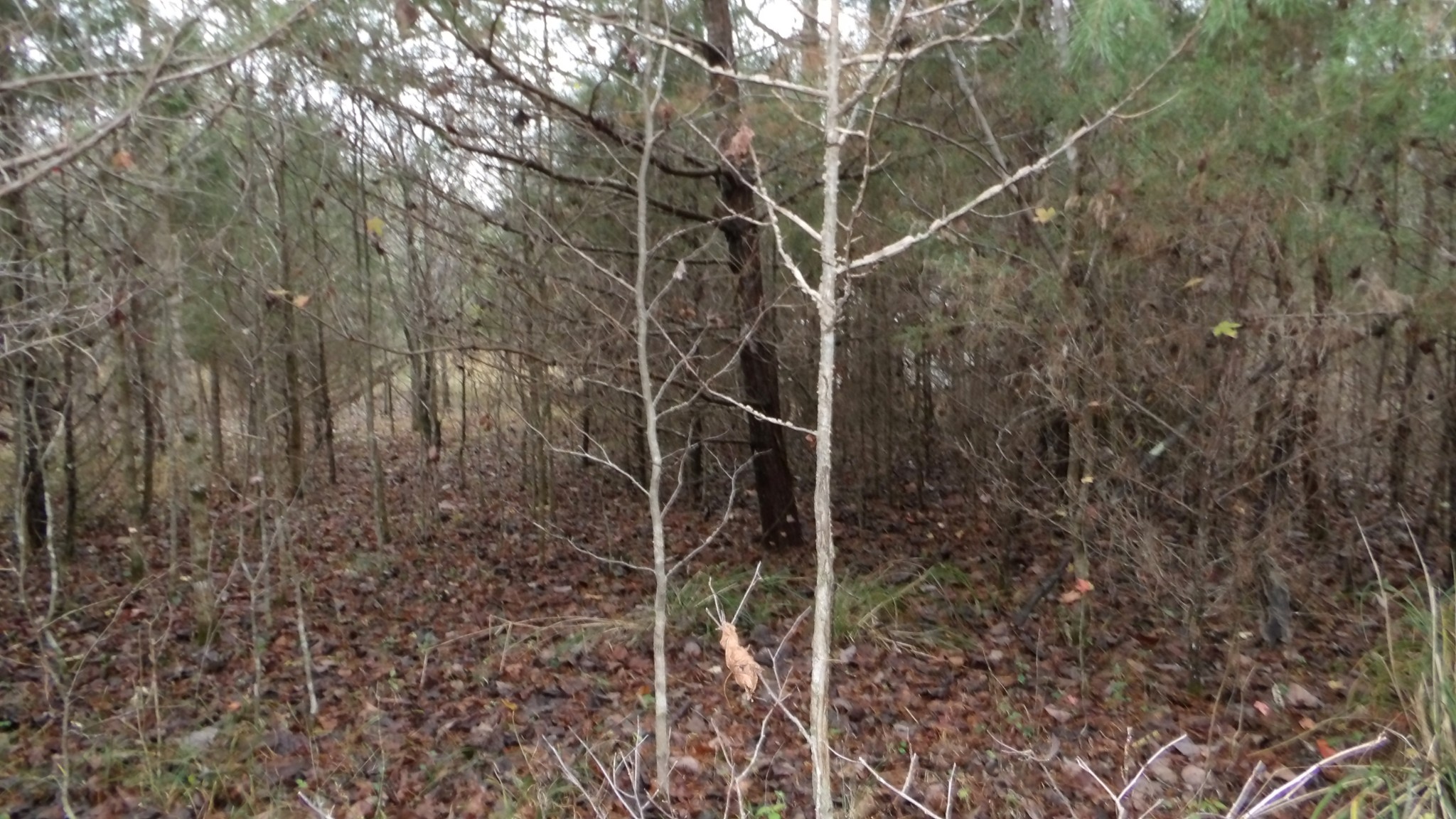0 North Star Road Jamestown, TN 38556 - Photo 28 of 37 Gallery Image 28