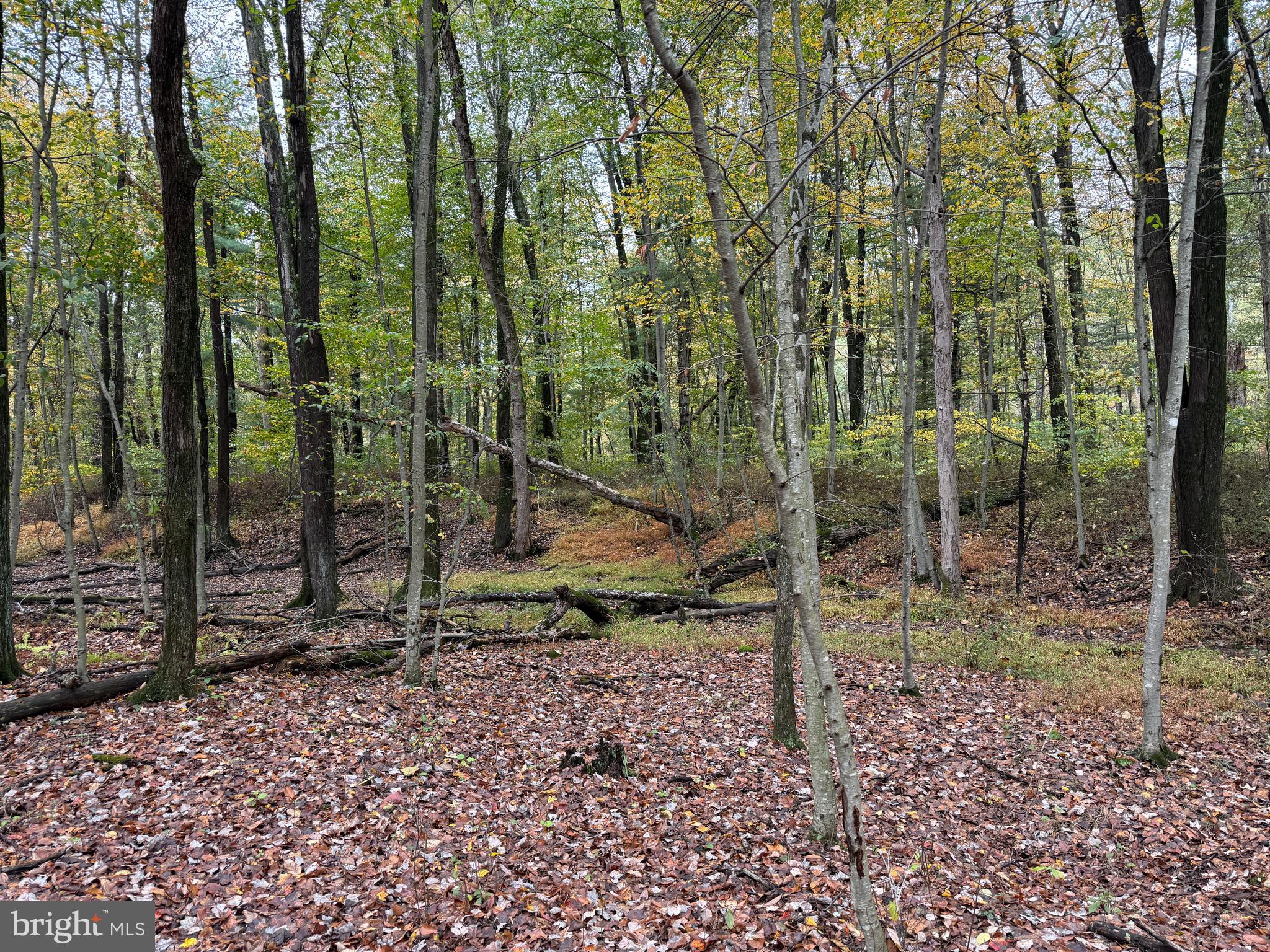 East Locust Street Mount Holly Springs, PA 17065 - Photo 3 of 13 a view of a forest filled with trees and a park