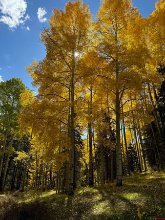a view of a yard with lots of trees
