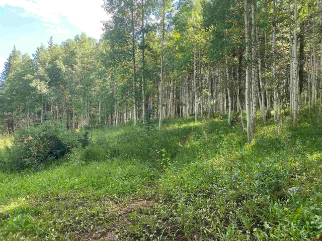 a lush green forest with lots of trees