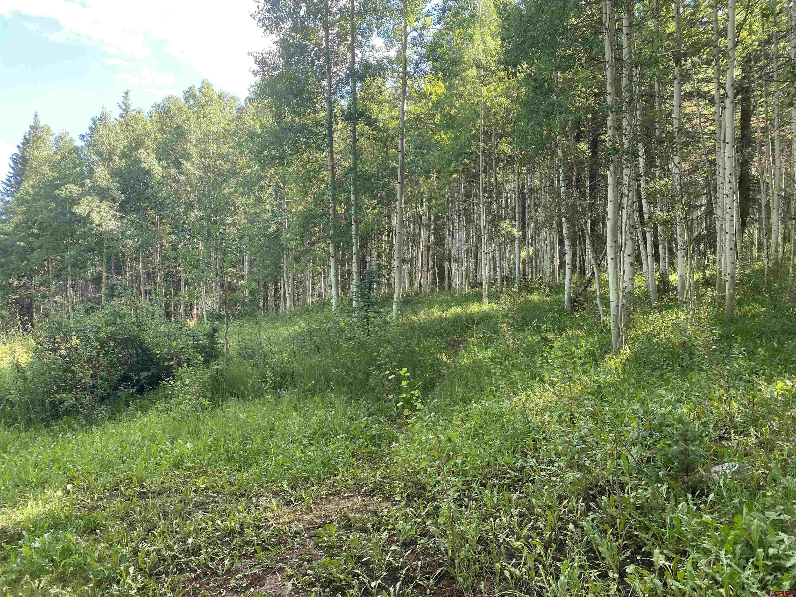 15050 145th Highway Rico, CO 81332 - Photo 3 of 8 a lush green forest with lots of trees